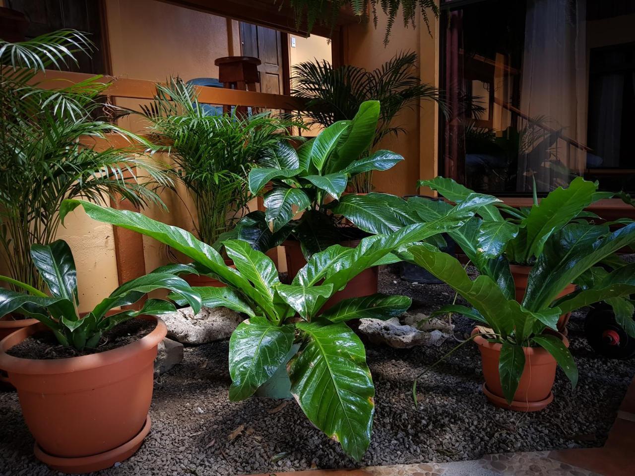 Greemount Hotel Monteverde Extérieur photo